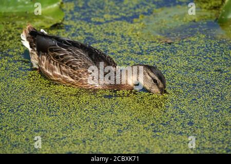 Mallard Babys und Erwachsene essen Entenkraut Stockfoto