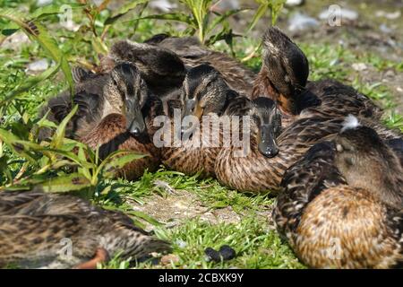 Mallard Babys und Erwachsene essen Entenkraut Stockfoto