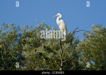 Reiher im Marsh Land Ökosystem Stockfoto