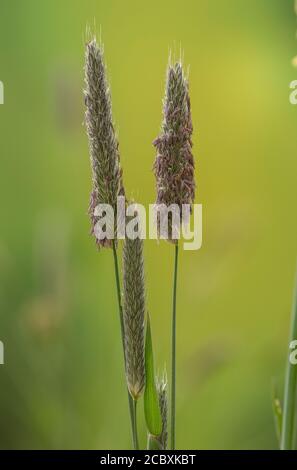 Wiesenfuchsschwanz, Alopecurus pratensis, blühende Wiese im Frühling. Stockfoto