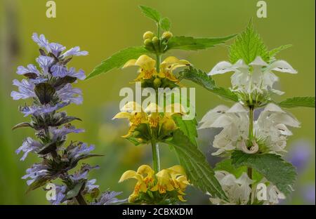 Gelber Erzengel, Lamiastrum galeobdolon ssp montanum, blühend im Wald mit weißer Totennessel und Bugle im Frühjahr. Dorset. Stockfoto