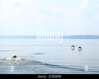 Black Dog Jagd Enten im Fluss Stockfoto