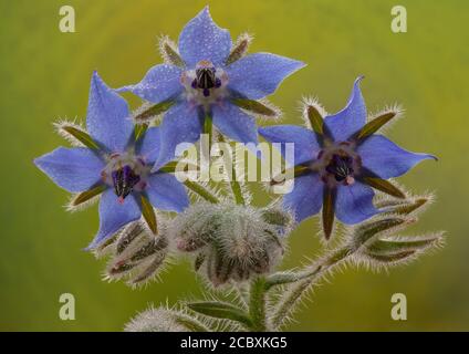 Borretsch, Borago officinalis, in Blüte mit Morgentau. Stockfoto