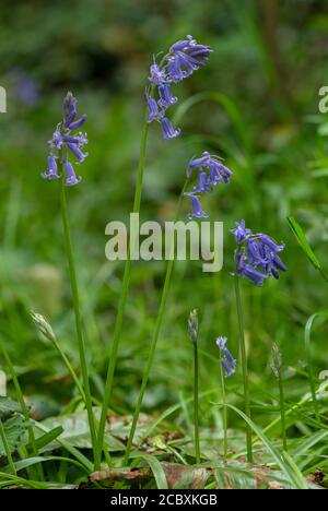 Klumpen von Bluegells, Hyacinthoides non-scripta, in Blüte im Wald im Frühjahr. Dorset. Stockfoto