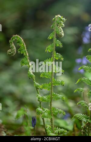 Weichschildfarn, Polystichum setiferum, Wedel im Frühjahr ausrollen. Stockfoto