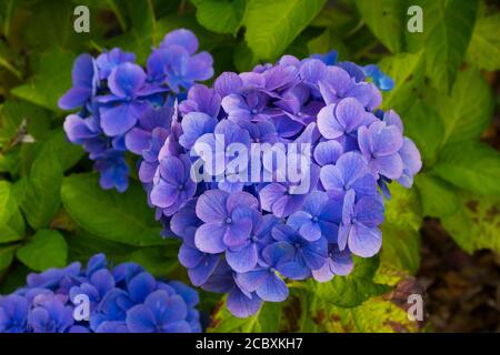 August 2020 EINE Lacecap Hortensia macrophylla Sorte unbekannt blüht in Ein kleiner Garten in Bangor Nordirland Stockfoto