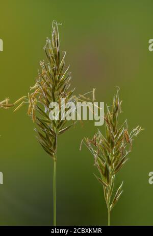 Süßes Frühlingsgras, Anthoxanthum odoratum in Blüte auf der Wiese im Frühjahr. Stockfoto