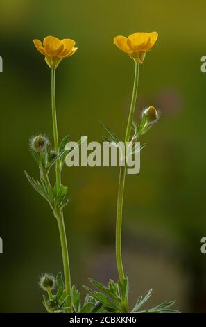 Knollenfalter, Ranunculus bulbosus, blühend auf der Wiese, mit reflexartigen Sepalen. Stockfoto