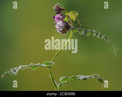 Buschvetch, Vicia sepium, blühend auf der Wiese im Frühling. Stockfoto