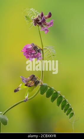 Buschvetch, Vicia sepium, blühend auf der Wiese im Frühling. Stockfoto