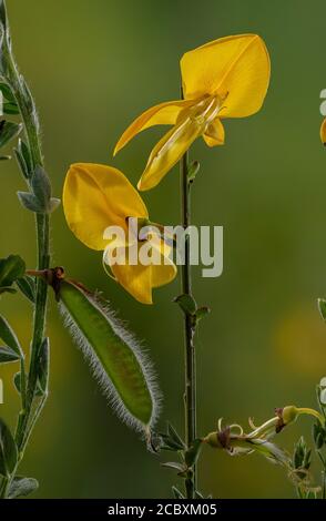 Besen, Cytisus scoparius, in Blüte und Frucht im frühen Frühjahr. Stockfoto