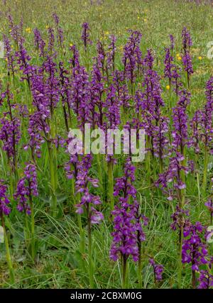 Grünflügelorchideen, Anacamptis morio, in alter Blumenwiese, Dorset. Stockfoto