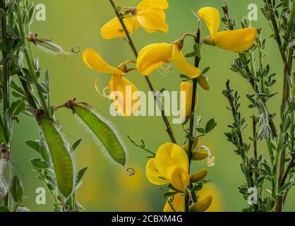 Besen, Cytisus scoparius, in Blüte und Frucht im frühen Frühjahr. Stockfoto