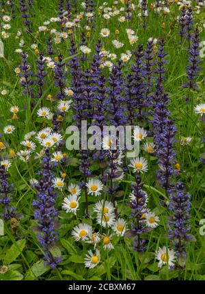 Gemähtes Grasland voller Bugle und Gänseblümchen im Frühjahr, Dorset. Stockfoto