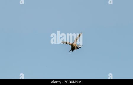 Skylark, Alauda arvensis, im Singflug im Frühjahr über Nistgebiet. Dorset. Stockfoto