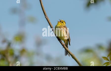 Männchen Yellowhammer, Emberiza citrinella Gesang in Hecke im Frühjahr Zucht Gefieder, Dorset. Stockfoto