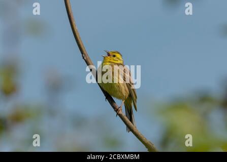 Männchen Yellowhammer, Emberiza citrinella Gesang in Hecke im Frühjahr Zucht Gefieder, Dorset. Stockfoto