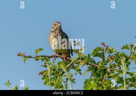 Corn Bunting, Emberiza calandra, auf Weißdorn Busch in Hecke im Frühjahr thront. Dorset Stockfoto