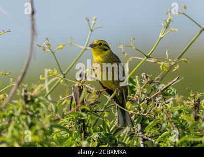 Männchen Yellowhammer, Emberiza citrinella in Hecke im Frühjahr Zucht Gefieder, Dorset. Stockfoto