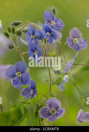 Germander Speedwell, Veronica chamaedrys, blühender Grasboden, Frühling. Stockfoto