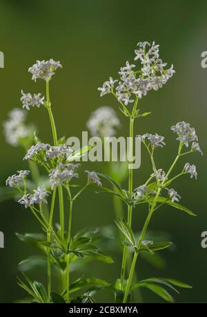 Süßer Waldmeister, Galium odoratum, blühend im Frühlingswald. Stockfoto