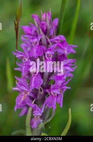 Frühe Marsh Orchid, Dactylorhiza incarnata ssp pulchella, Form im feuchten Grasland, Purbeck, Dorset. Stockfoto