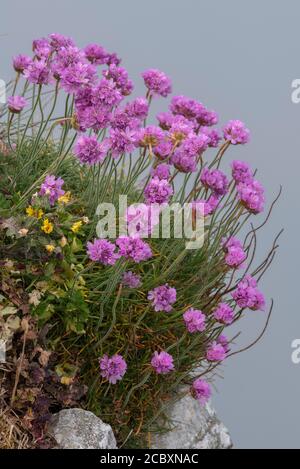 Thrift, Armeria maritima, in Blüte am Rande einer Kalksteinklippe, Berry Head, Devon. Stockfoto