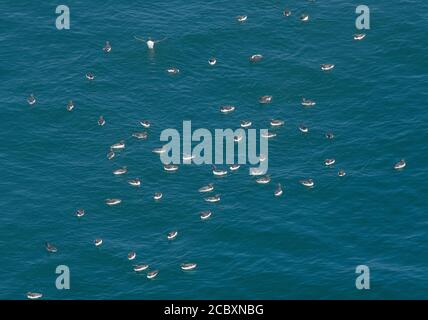 Floß von Guillemot, Uria aalge, auf dem Meer neben Brutkolonie, Süd-Devon. Stockfoto