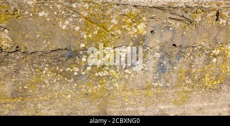 Abstrakter Betonhintergrund mit Schimmel. Grunge Stockfoto