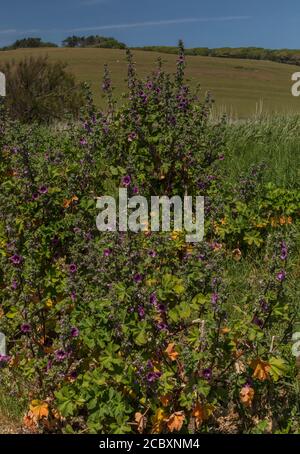 Baum-Malve, Malva arborea, blühend am Chesil Beach, Dorset. Stockfoto