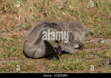 Junge Kanadagans, Branta canadensis, die sich auf Gras ernährt. Stockfoto