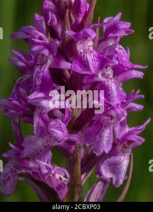 Frühe Marsh-Orchidee, Dactylorhiza incarnata ssp pulchella, blühend in alten Wiesen, Purbeck, Dorset. Stockfoto