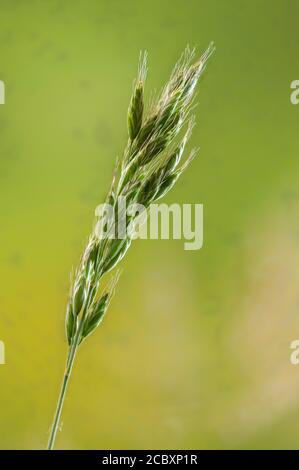 Weiche Brome, Bromus hordeaceus ssp. Hordeaceus, blühend am Straßenrand. Stockfoto