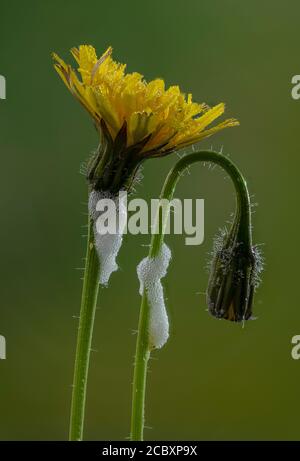 Gewöhnlicher Froghopper, Philaenus spumarius, Kuckuck-Spit auf rauem Hawkbit. Stockfoto