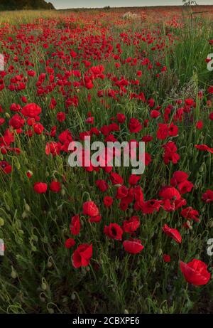 Feld voller Mohnblumen, Papaver Rhoeas, am frühen Morgen, Dorset. Stockfoto