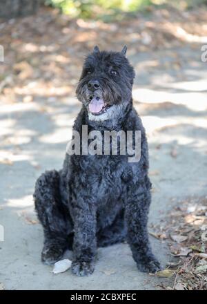 Bouvier des Flandres, Erwachsene, weiblich. Stockfoto