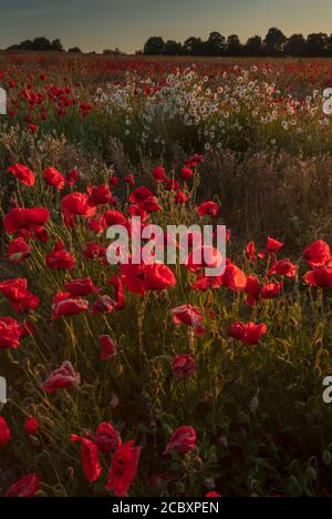 Feld voller Mohnblumen, Papaver Rhoeas, mit Ox-Eye Gänseblümchen, am frühen Morgen, Dorset. Stockfoto