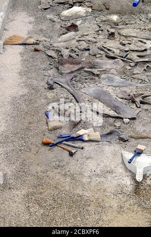 Dinosaurier-Ausgrabungsstätte im Dinosaur Provincial Park, Alberta, Kanada Stockfoto