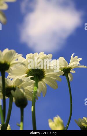 Weiße Shasta Gänseblümchen Blumen Wolke Blauer Himmel Sommergarten Makros NaturFotografie Blumenfotografie 'Weiße Blumen' Stockfoto