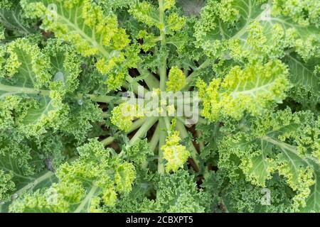 Curly Kale (Nero di Toscana - Brassica oleracea) Gehört zu einer Gruppe von Kohl (Brassica oleracea) Sorten, die für ihre essbaren Blätter angebaut werden Stockfoto