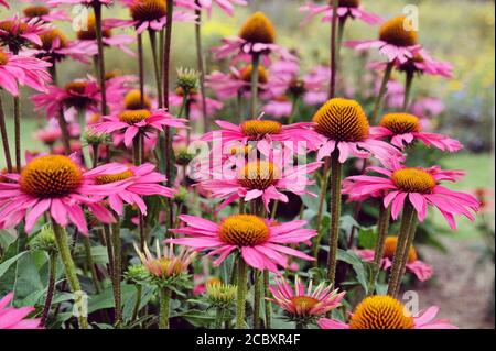 Echinacea purpurea 'Pink Shimmer'-Blütenblume in Blüte im Sommer Monate Stockfoto