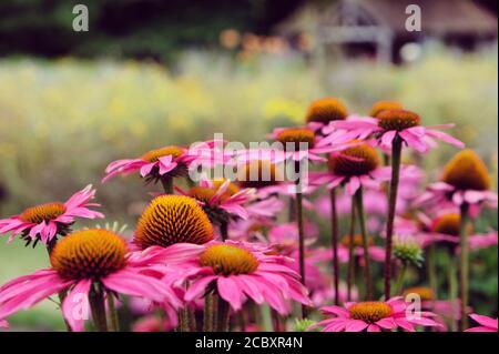 Echinacea purpurea 'Pink Shimmer'-Blütenblume in Blüte im Sommer Monate Stockfoto