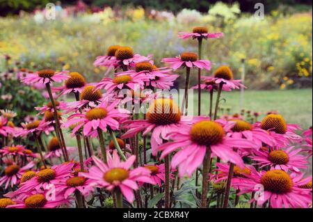 Echinacea purpurea 'Pink Shimmer'-Blütenblume in Blüte im Sommer Monate Stockfoto
