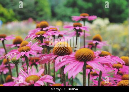 Echinacea purpurea 'Pink Shimmer'-Blütenblume in Blüte im Sommer Monate Stockfoto