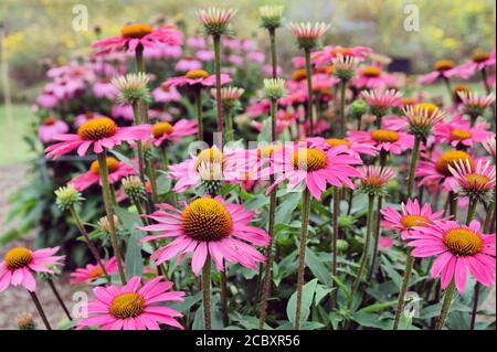Echinacea purpurea 'Pink Shimmer'-Blütenblume in Blüte im Sommer Monate Stockfoto
