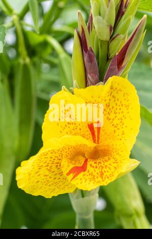 Canna Indica Sorte Flava allgemein bekannt als Indian Shot, afrikanische Pfeilwurzel, eine Blume mit einer Trichterform und gelben Blütenblättern mit roten Flecken. Österreich Stockfoto