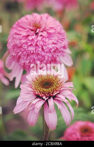 Rosa Echinacea purpurea 'Razzamatazz' Blütenkonfitur in Blüte im Sommer Monate Stockfoto