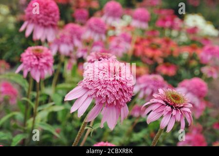 Rosa Echinacea purpurea 'Razzamatazz' Blütenkonfitur in Blüte im Sommer Monate Stockfoto