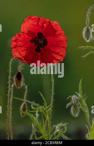 Mohn, Papaver rhoeas, in Blüte und Knospe, am frühen Morgen. Stockfoto