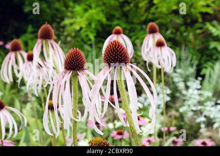 Echinacea pallida, oder allgemein als Pale Purple Coneflower, in der Blüte in den Sommermonaten Stockfoto